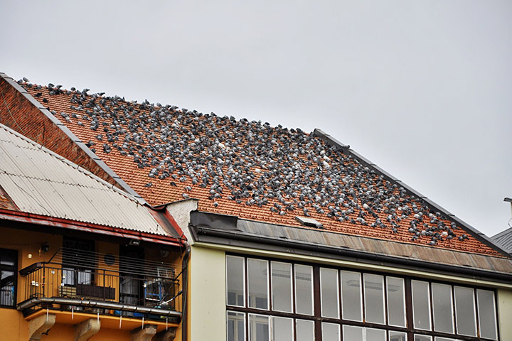 A2B Pest Control are able to install spikes to deter birds from roofs in Beckenham. 