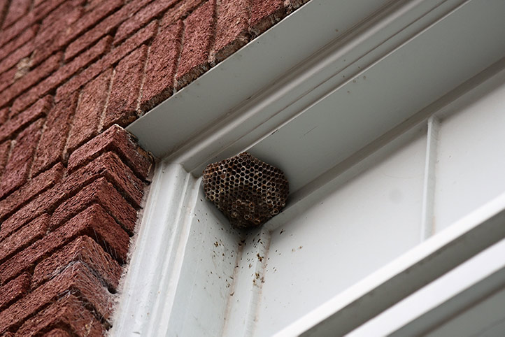 We provide a wasp nest removal service for domestic and commercial properties in Beckenham.